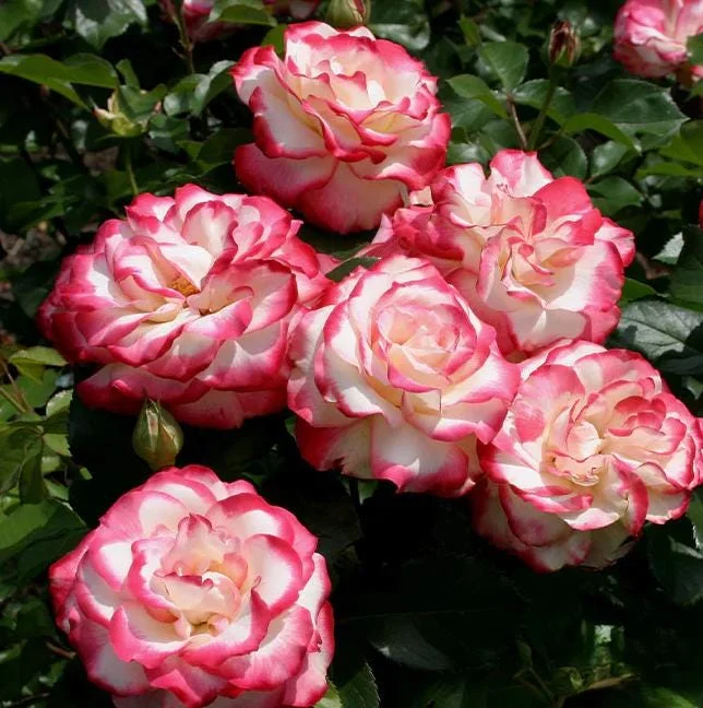 Cherry Parfait Rose Live Plant – Bicolor Floribunda Rose Bush – 4-6 Inch Tall Cherry Parfait Rose Live Plant – Bicolor Floribunda Rose Bush – 4-6 Inch Tall - Image 3