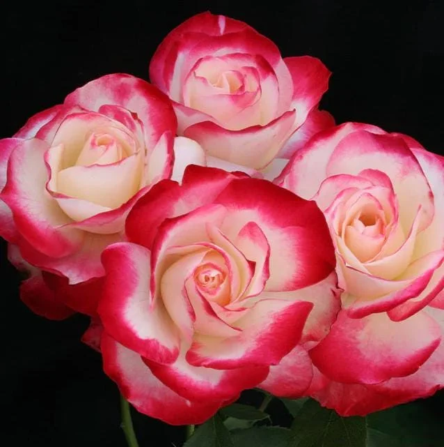 Cherry Parfait Rose Live Plant – Bicolor Floribunda Rose Bush – 4-6 Inch Tall Cherry Parfait Rose Live Plant – Bicolor Floribunda Rose Bush – 4-6 Inch Tall - Image 4