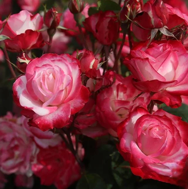 Cherry Parfait Rose Live Plant – Bicolor Floribunda Rose Bush – 4-6 Inch Tall Cherry Parfait Rose Live Plant – Bicolor Floribunda Rose Bush – 4-6 Inch Tall - Image 5