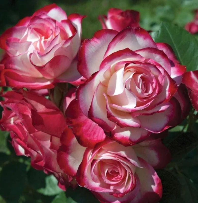 Cherry Parfait Rose Live Plant – Bicolor Floribunda Rose Bush – 4-6 Inch Tall Cherry Parfait Rose Live Plant – Bicolor Floribunda Rose Bush – 4-6 Inch Tall - Image 6