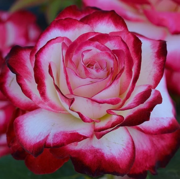 Cherry Parfait Rose Live Plant – Bicolor Floribunda Rose Bush – 4-6 Inch Tall Cherry Parfait Rose Live Plant – Bicolor Floribunda Rose Bush – 4-6 Inch Tall - Image 7