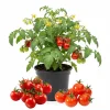 Cherry Tomato Live Plant, 3-Pack, 6-8 Inch Tall, Well-Rooted Vegetable Plant for Outdoor Garden - Image 1