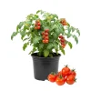Cherry Tomato Live Plant – Sweet Tomatoes for Patio & Container, 2 Plants, 3-5 Inches Tall - Image 1