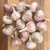 Chesnok Red Hardneck Garlic Bulbs for Planting – 1 Lb Tubers Chesnok Red Hardneck Garlic Bulbs for Planting – 1 Lb Tubers - Image 1