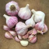 Chesnok Red Hardneck Garlic Bulbs for Planting - 8 Count - Image 1