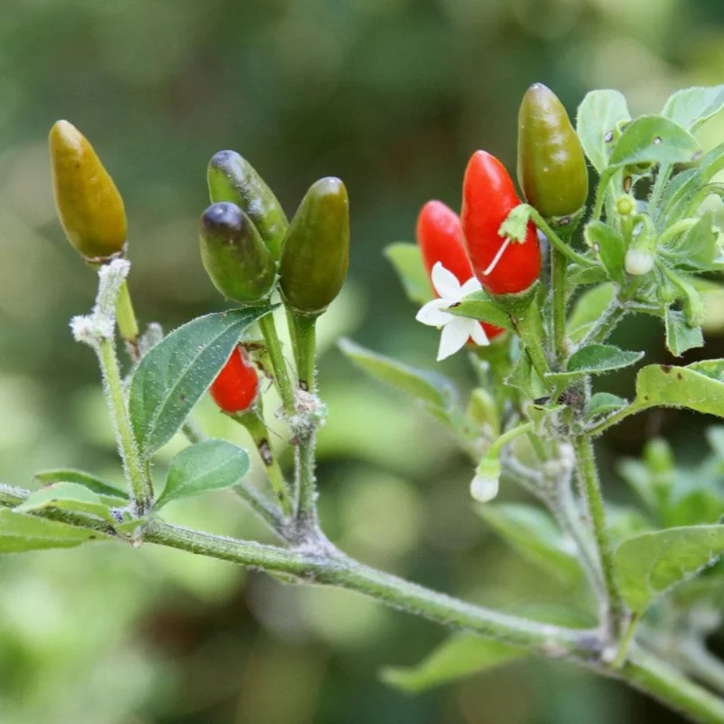 Chili Pequin Pepper Live Plant - Hot & Compact, 4 Inch Pot - Indoor/Outdoor Chili Pequin Pepper Live Plant - Hot & Compact, 4 Inch Pot - Indoor/Outdoor - Image 2