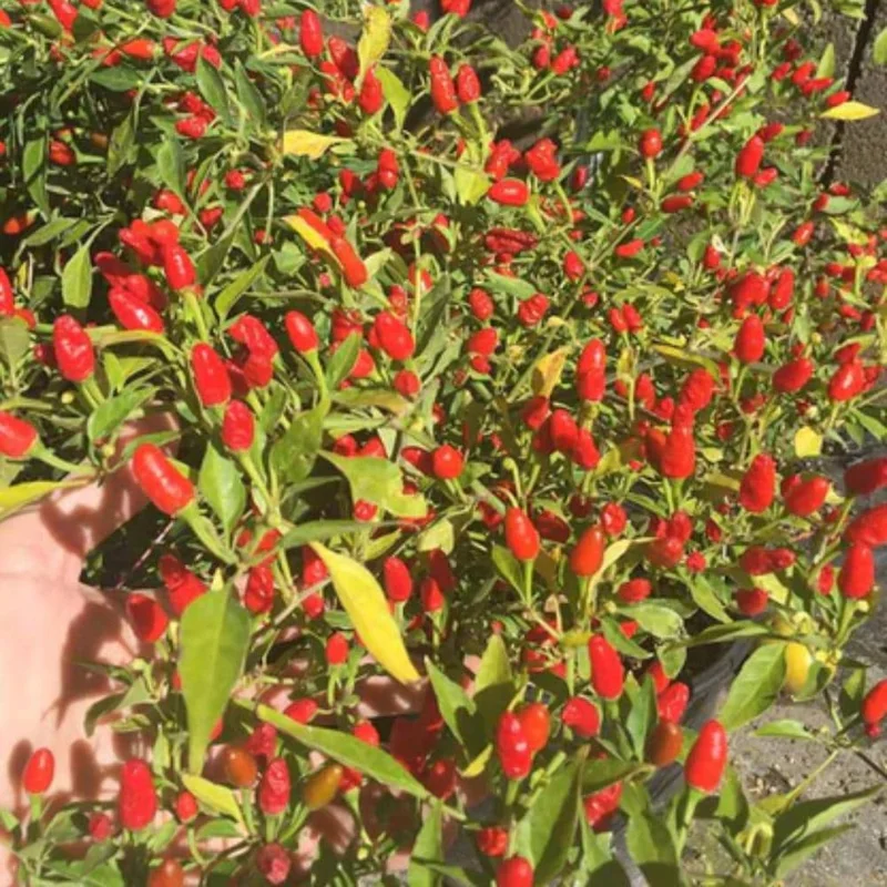 Chili Pequin Pepper Live Plant - Hot & Compact, 4 Inch Pot - Indoor/Outdoor Chili Pequin Pepper Live Plant - Hot & Compact, 4 Inch Pot - Indoor/Outdoor - Image 3