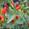 Chili Pequin Pepper Live Plant - Hot & Compact, 4 Inch Pot - Indoor/Outdoor - Image 1