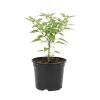 Chiltepin Pepper Live Plant - Edible Patio Garden Seedling - 4-6 Inches Tall - Image 1