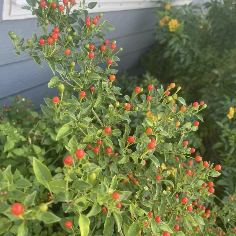 Chiltepin Pepper Live Plant - Hot Tepin Chili Starter Plant in 4 Inch Pot Chiltepin Pepper Live Plant - Hot Tepin Chili Starter Plant in 4 Inch Pot - Image 2