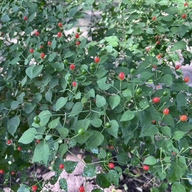 Chiltepin Pepper Live Plant - Hot Tepin Chili Starter Plant in 4 Inch Pot Chiltepin Pepper Live Plant - Hot Tepin Chili Starter Plant in 4 Inch Pot - Image 3