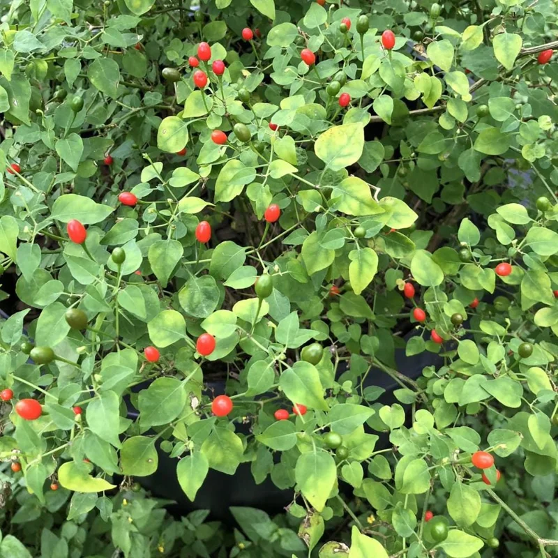 Chiltepin Pepper Live Plant - Hot Tepin Chili Starter Plant in 4 Inch Pot Chiltepin Pepper Live Plant - Hot Tepin Chili Starter Plant in 4 Inch Pot - Image 4