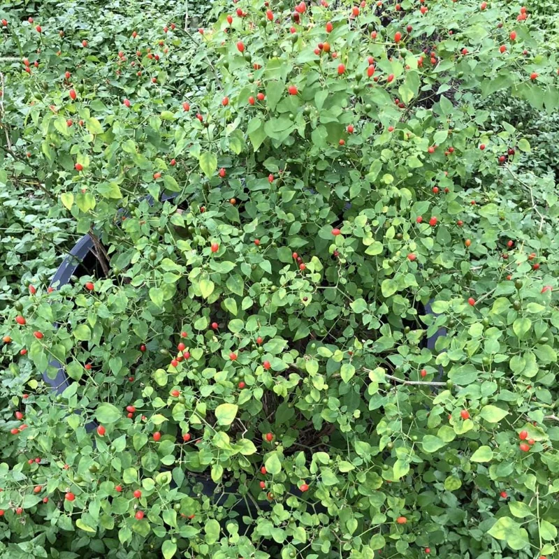Chiltepin Pepper Live Plant - Hot Tepin Chili Starter Plant in 4 Inch Pot Chiltepin Pepper Live Plant - Hot Tepin Chili Starter Plant in 4 Inch Pot - Image 5