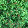Chiltepin Pepper Live Plant - Hot Tepin Chili Starter Plant in 4 Inch Pot Chiltepin Pepper Live Plant - Hot Tepin Chili Starter Plant in 4 Inch Pot - Image 1
