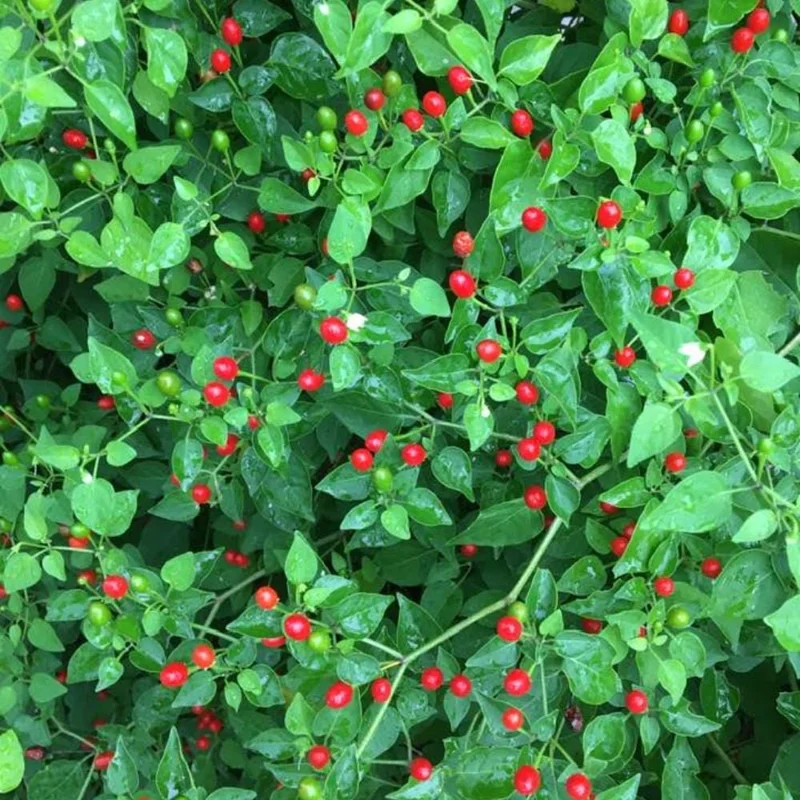 Chiltepin Pepper Live Plant - Hot Tepin Chili Starter Plant in 4 Inch Pot Chiltepin Pepper Live Plant - Hot Tepin Chili Starter Plant in 4 Inch Pot - Image 1