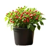 Chiltepin Pepper Plant Live - 3-5 Inch Tall Red Hot Pepper Starter - Image 1