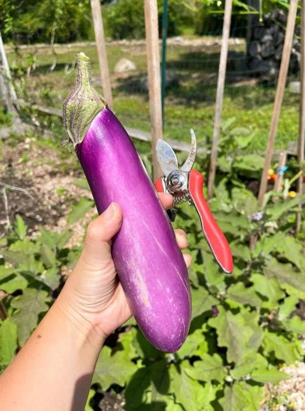 Chinese Eggplant Live Plant – 8-inch Height – 4-inch Pot – Vegetable Garden Chinese Eggplant Live Plant – 8-inch Height – 4-inch Pot – Vegetable Garden - Image 2