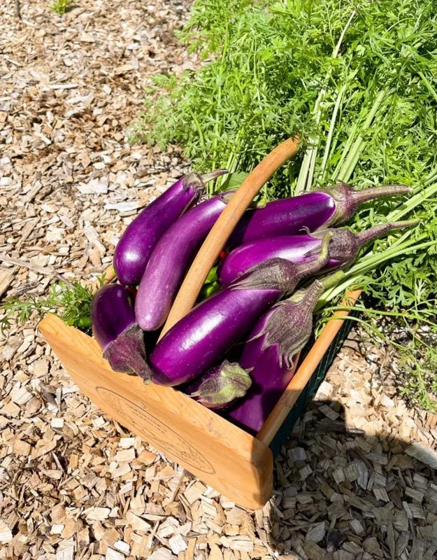 Chinese Eggplant Live Plant – 8-inch Height – 4-inch Pot – Vegetable Garden Chinese Eggplant Live Plant – 8-inch Height – 4-inch Pot – Vegetable Garden - Image 3