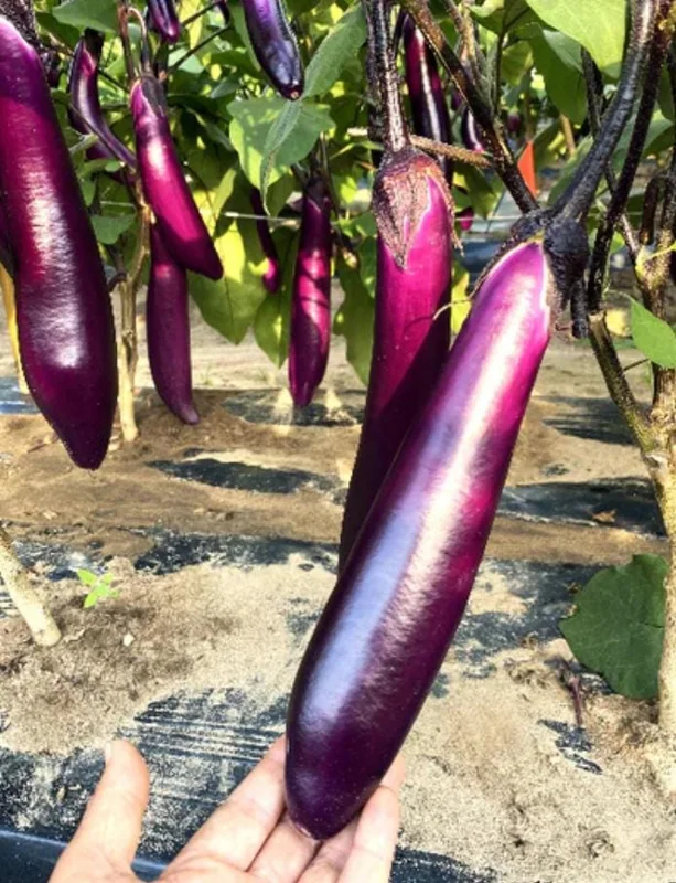 Chinese Eggplant Live Plant – 8-inch Height – 4-inch Pot – Vegetable Garden Chinese Eggplant Live Plant – 8-inch Height – 4-inch Pot – Vegetable Garden - Image 1
