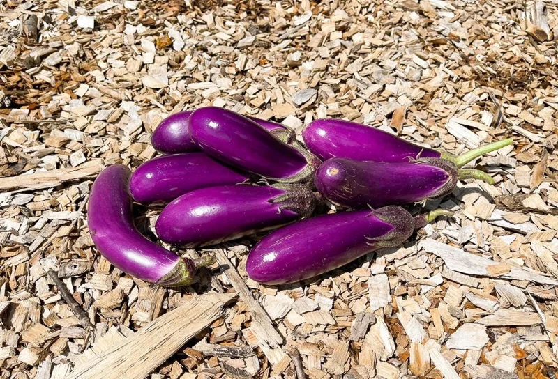 Chinese Eggplant Live Plant – 8-inch Height – 4-inch Pot – Vegetable Garden Chinese Eggplant Live Plant – 8-inch Height – 4-inch Pot – Vegetable Garden - Image 4