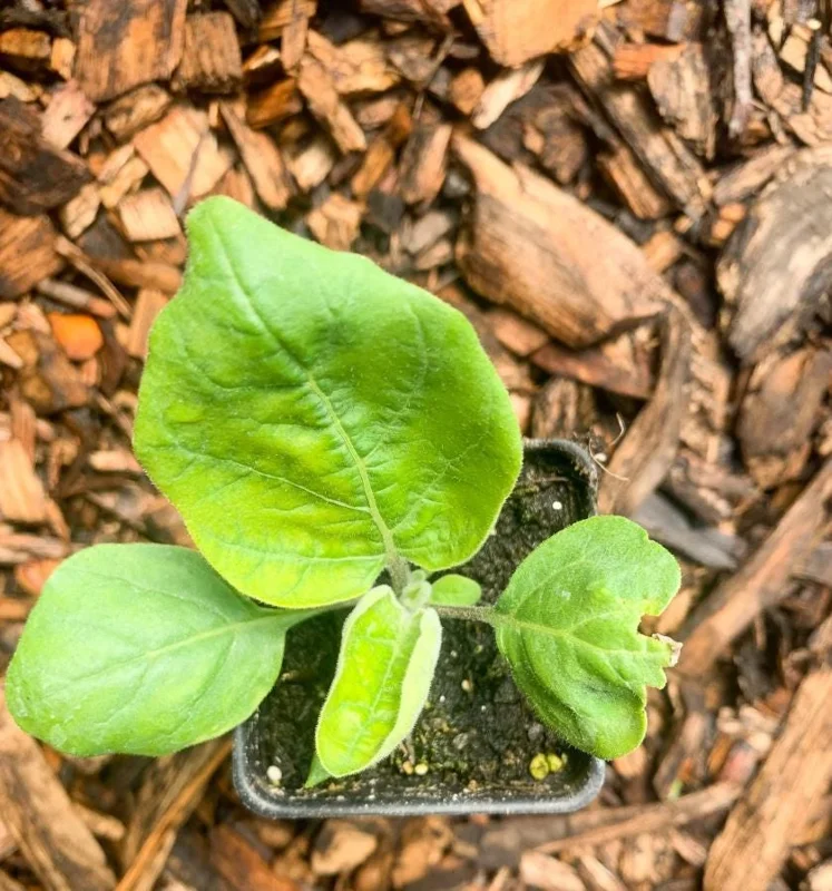 Chinese Eggplant Live Plant – 8-inch Height – 4-inch Pot – Vegetable Garden Chinese Eggplant Live Plant – 8-inch Height – 4-inch Pot – Vegetable Garden - Image 6