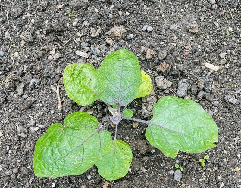 Chinese Eggplant Live Plant – 8-inch Height – 4-inch Pot – Vegetable Garden Chinese Eggplant Live Plant – 8-inch Height – 4-inch Pot – Vegetable Garden - Image 7