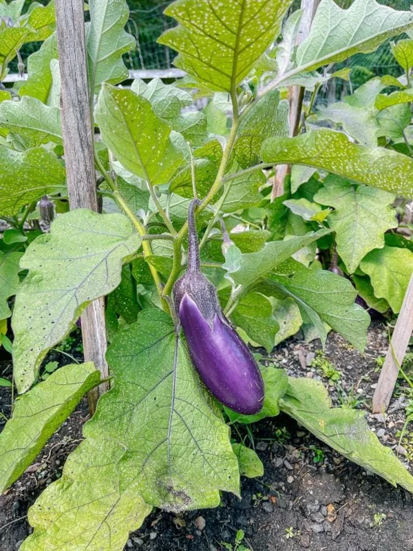 Chinese Eggplant Live Plant – 8-inch Height – 4-inch Pot – Vegetable Garden Chinese Eggplant Live Plant – 8-inch Height – 4-inch Pot – Vegetable Garden - Image 8