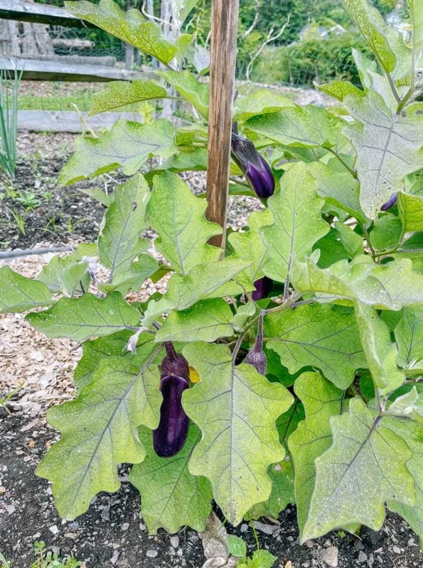 Chinese Eggplant Live Plant – 8-inch Height – 4-inch Pot – Vegetable Garden Chinese Eggplant Live Plant – 8-inch Height – 4-inch Pot – Vegetable Garden - Image 9