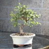 Chinese Elm Bonsai Tree Live Plant - 8-10 Inch Tall, 8 Year Old, Outdoor - Image 1