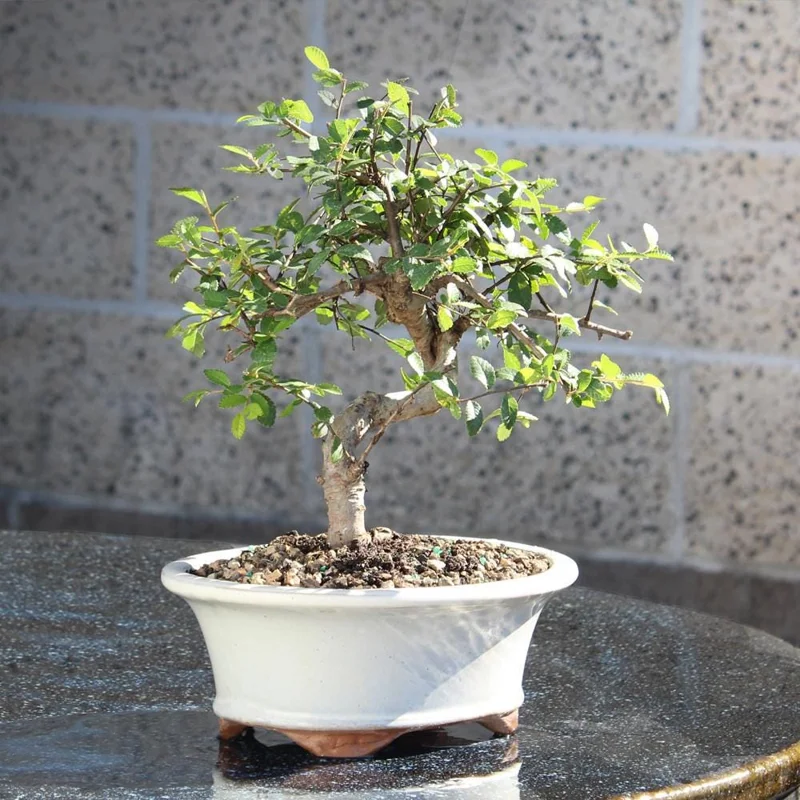 Chinese Elm Bonsai Tree Live Plant - 8-10 Inch Tall, 8 Year Old, Outdoor - Image 1