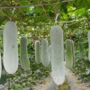 Chinese Long Winter Melon Live Plant – 8-inch Tall – 4-inch Pot – Garden Vegetable Chinese Long Winter Melon Live Plant – 8-inch Tall – 4-inch Pot – Garden Vegetable - Image 1