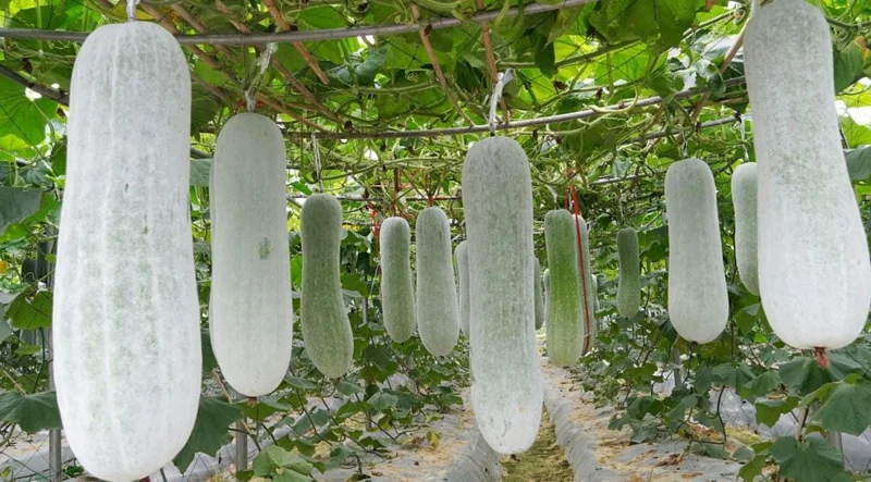 Chinese Long Winter Melon Live Plant – 8-inch Tall – 4-inch Pot – Garden Vegetable - Image 1