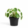 Chinese Money Plant Live (Pilea peperomioides) Houseplant - 4-6 Inch, Easy Care Indoor Plant - Image 1
