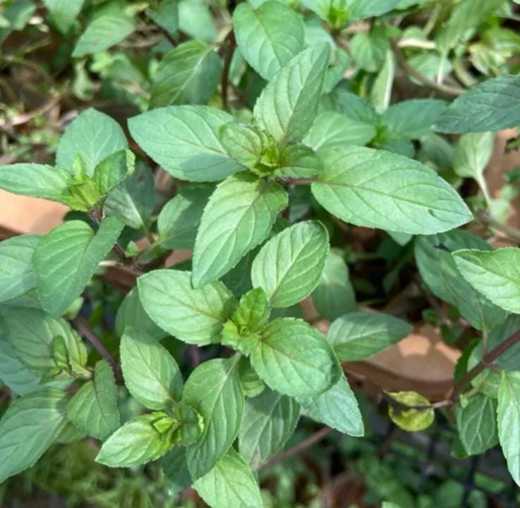 Chocolate Mint Live Plant - 5-inch Aromatic Perennial Herb for Gardens & Pots - Image 2
