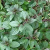 Chocolate Mint Live Plant - 5-inch Aromatic Perennial Herb for Gardens & Pots - Image 1