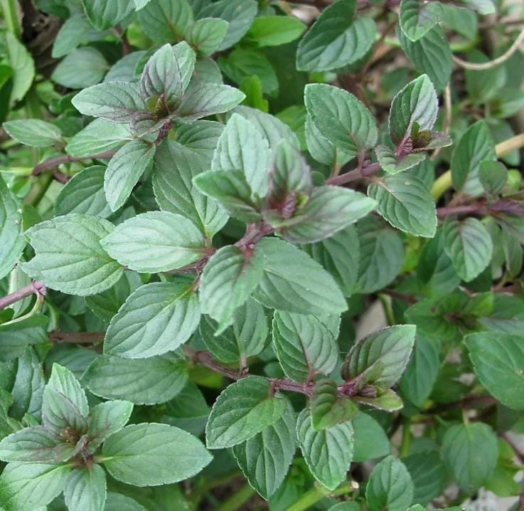 Chocolate Mint Live Plant - 5-inch Aromatic Perennial Herb for Gardens & Pots - Image 1