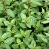 Chocolate Mint Live Plant – 5-inch Height, 3.5-inch Pot – Indoor & Outdoor Herb - Image 1