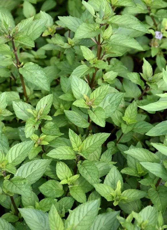 Chocolate Mint Live Plant – 5-inch Height, 3.5-inch Pot – Indoor & Outdoor Herb - Image 1