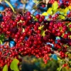 Chokecherry Live Plant – Red Chokecherry Tree – 4-8 Inch Tall, 5 Inch Pot - Image 1
