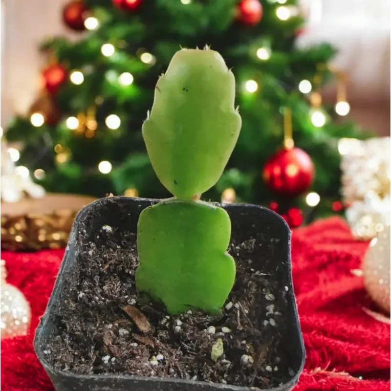 Christmas Cactus Live Plant – Schlumbergera Buckleyi – 2 Inch Pot – Indoor Houseplant Christmas Cactus Live Plant – Schlumbergera Buckleyi – 2 Inch Pot – Indoor Houseplant - Image 2