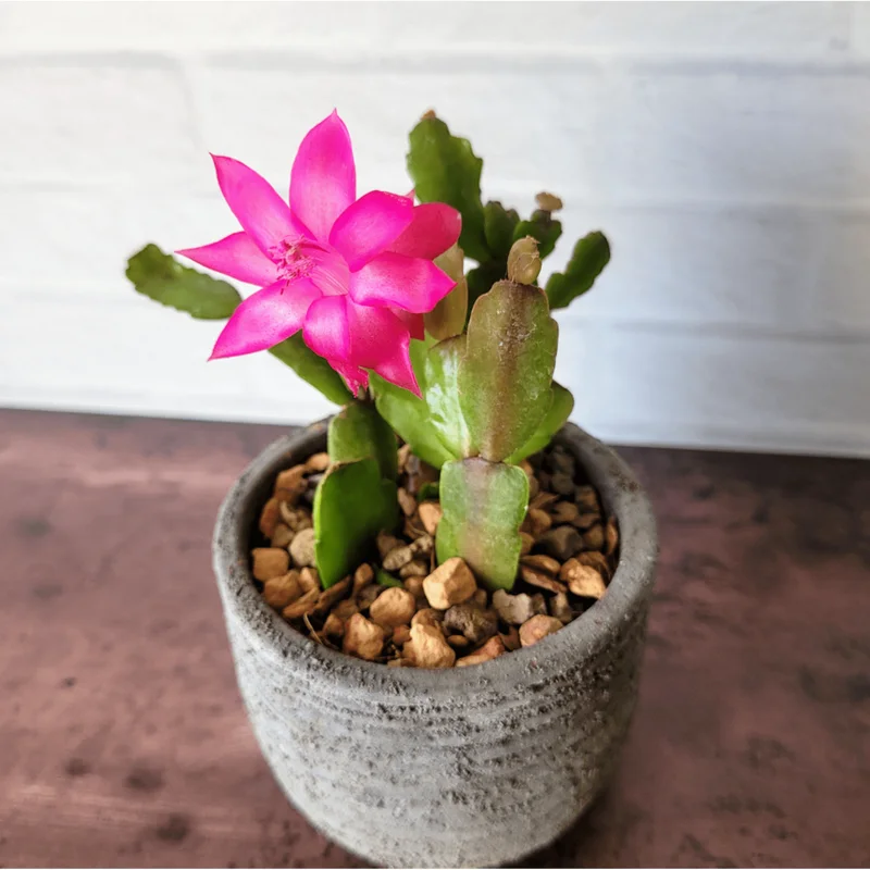 Christmas Cactus Live Plant – Schlumbergera Buckleyi – 2 Inch Pot – Indoor Houseplant Christmas Cactus Live Plant – Schlumbergera Buckleyi – 2 Inch Pot – Indoor Houseplant - Image 3
