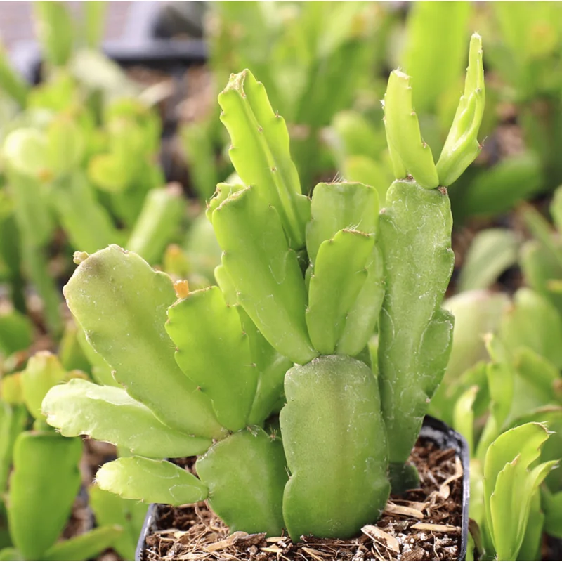 Christmas Cactus Live Plant – Schlumbergera Buckleyi – 2 Inch Pot – Indoor Houseplant Christmas Cactus Live Plant – Schlumbergera Buckleyi – 2 Inch Pot – Indoor Houseplant - Image 4