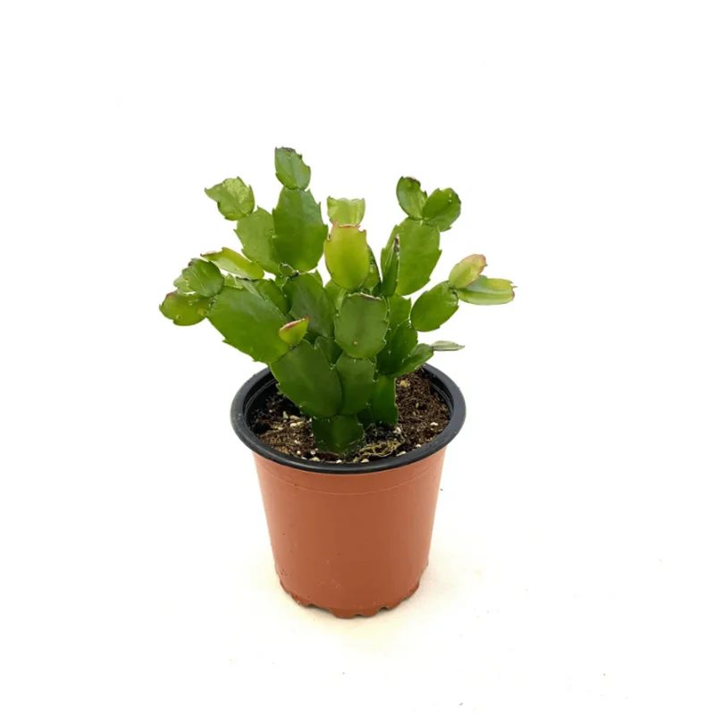 Christmas Cactus Live Plant – Schlumbergera Buckleyi – 2 Inch Pot – Indoor Houseplant Christmas Cactus Live Plant – Schlumbergera Buckleyi – 2 Inch Pot – Indoor Houseplant - Image 5