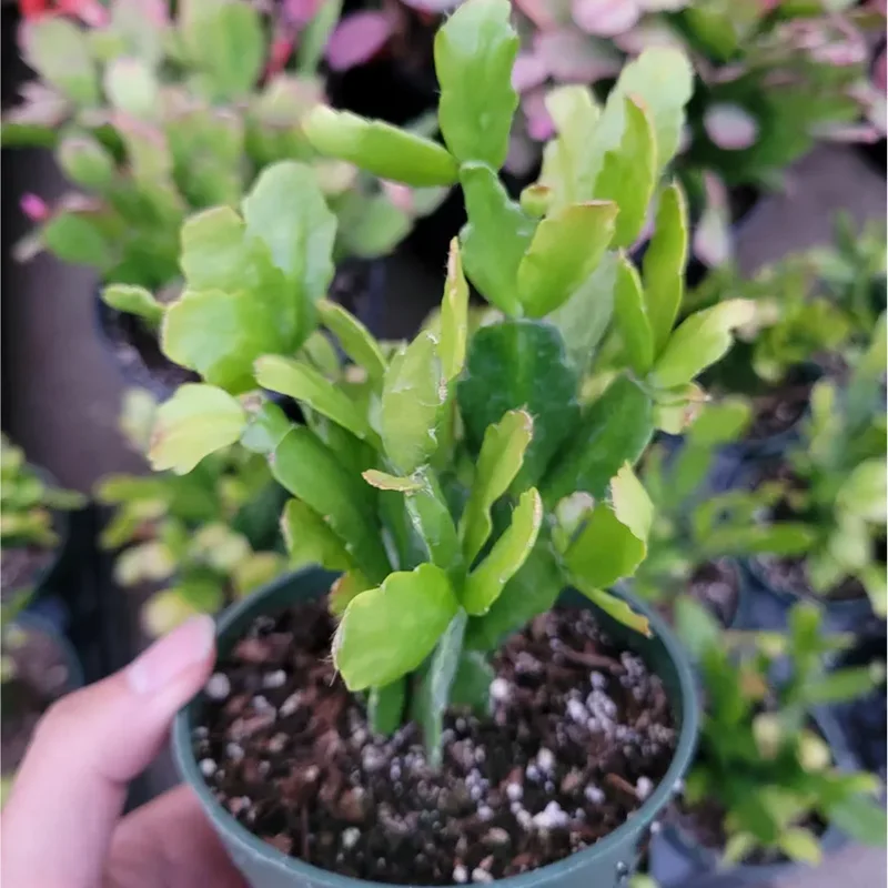 Christmas Cactus Live Plant – Schlumbergera Buckleyi – 2 Inch Pot – Indoor Houseplant Christmas Cactus Live Plant – Schlumbergera Buckleyi – 2 Inch Pot – Indoor Houseplant - Image 6