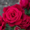 Chrysler Imperial Red Rose Plant – Live Rose Bush, 4-6 inch Height, Fragrant Red Blooms Chrysler Imperial Red Rose Plant – Live Rose Bush, 4-6 inch Height, Fragrant Red Blooms - Image 1