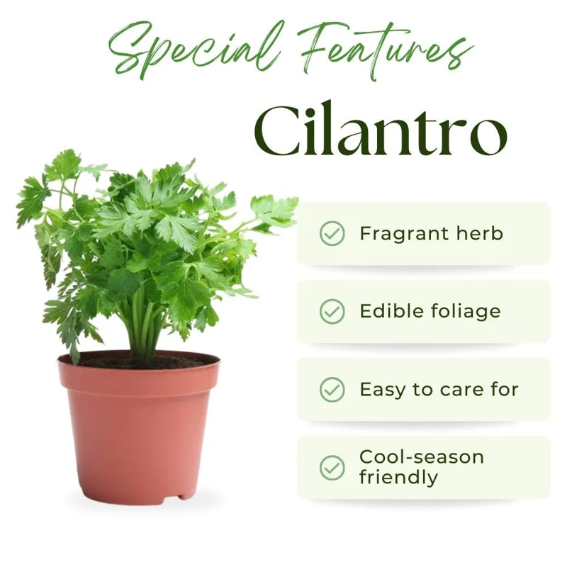 Cilantro Live Plant - 4-6 Inch Tall, Well-Rooted Herb for Garden & Container Cilantro Live Plant - 4-6 Inch Tall, Well-Rooted Herb for Garden & Container - Image 2