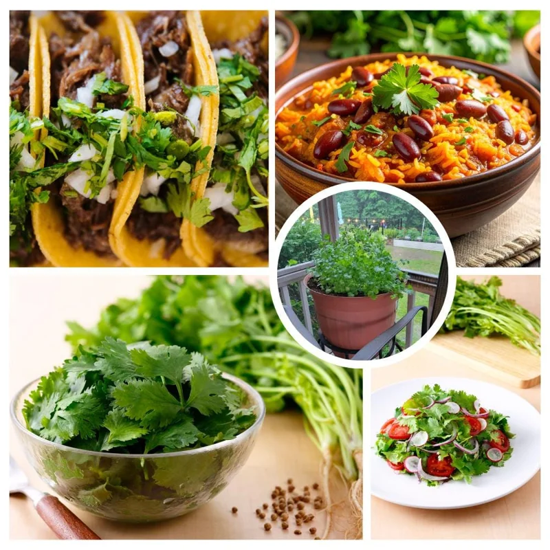 Cilantro Live Plant - 4-6 Inch Tall, Well-Rooted Herb for Garden & Container Cilantro Live Plant - 4-6 Inch Tall, Well-Rooted Herb for Garden & Container - Image 3