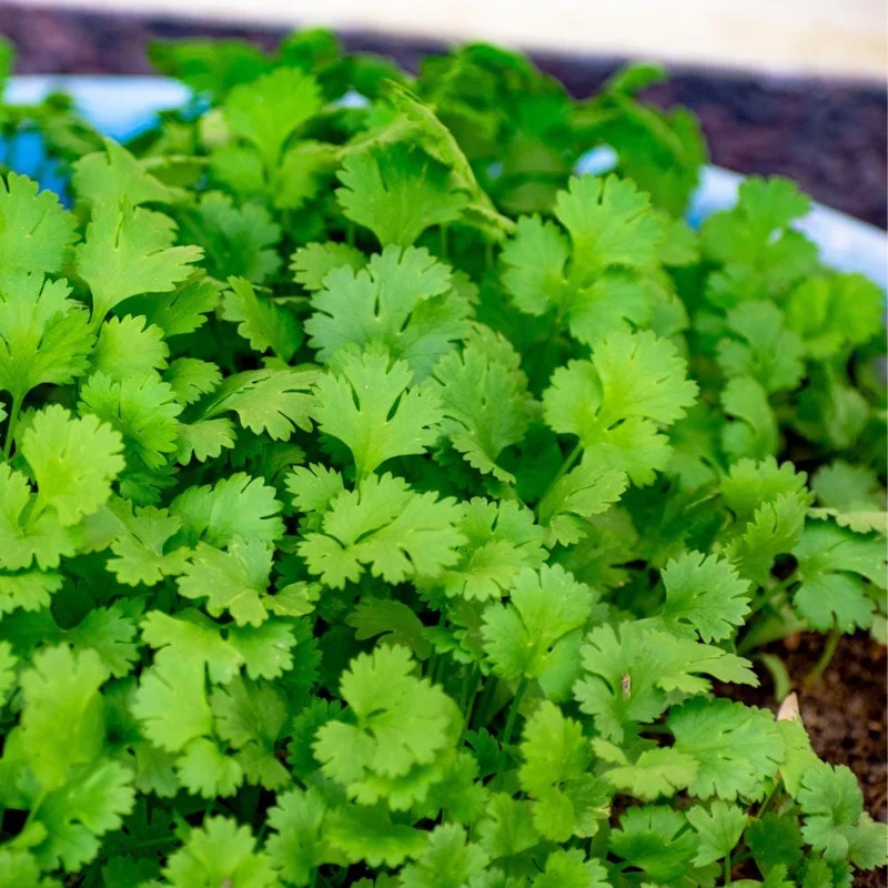 Cilantro Live Plant - 4-6 Inch Tall, Well-Rooted Herb for Garden & Container Cilantro Live Plant - 4-6 Inch Tall, Well-Rooted Herb for Garden & Container - Image 4