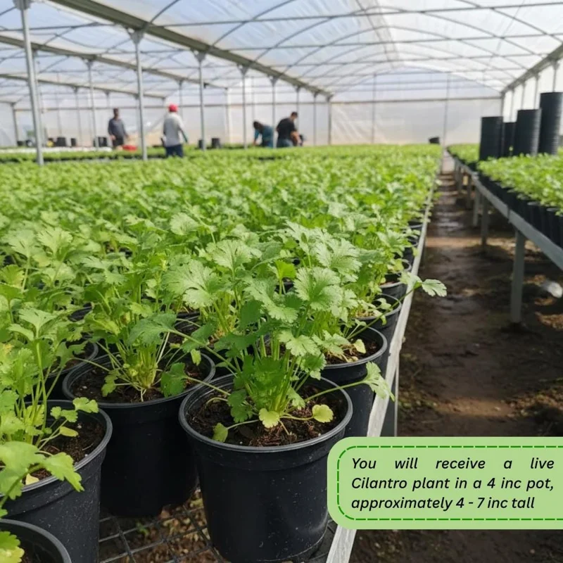 Cilantro Live Plant - 4-6 Inch Tall, Well-Rooted Herb for Garden & Container Cilantro Live Plant - 4-6 Inch Tall, Well-Rooted Herb for Garden & Container - Image 5