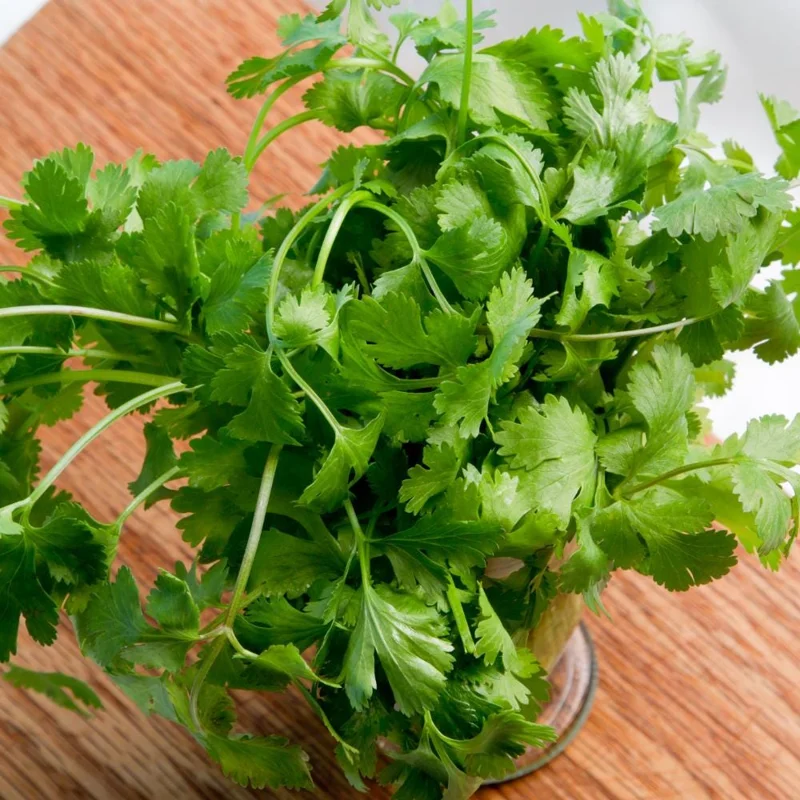 Cilantro Live Plant - 4-6 Inch Tall, Well-Rooted Herb for Garden & Container Cilantro Live Plant - 4-6 Inch Tall, Well-Rooted Herb for Garden & Container - Image 6